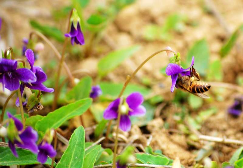 皮亚尼奇:这是一场真正的团队胜利|太阳成集团tyc7111cc(图2) 太阳成集团tyc7111cc