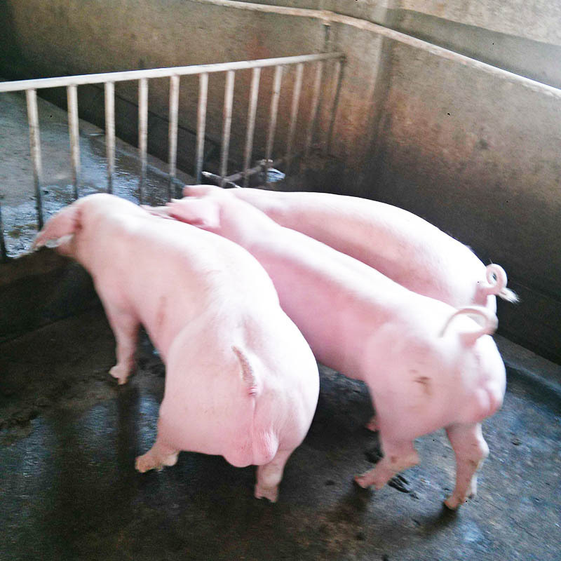 米兰动荡之际再得噩耗 大将骨折将至少缺席6周_太阳成集团tyc7111cc(图1) 太阳成集团tyc7111cc