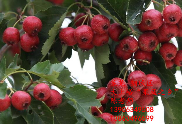 太阳成集团tyc7111cc