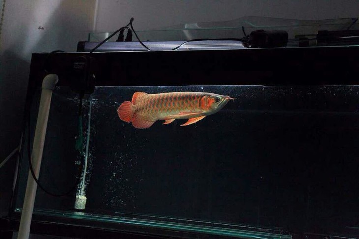 广东宜华木业木材(包括原木、板材、地板胚料)网上采购公告-太阳成集团tyc7111cc(图3) 太阳成集团tyc7111cc