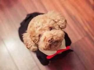 “太阳成集团tyc7111cc”尤文两大铁腰一伤一走 阿莱格里寻替补锁定三星(图1) 太阳成集团tyc7111cc