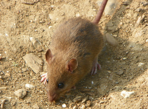 太阳成集团tyc7111cc|安切洛蒂即将接手意大利?教练班子或带上皮尔洛(图4) 太阳成集团tyc7111cc