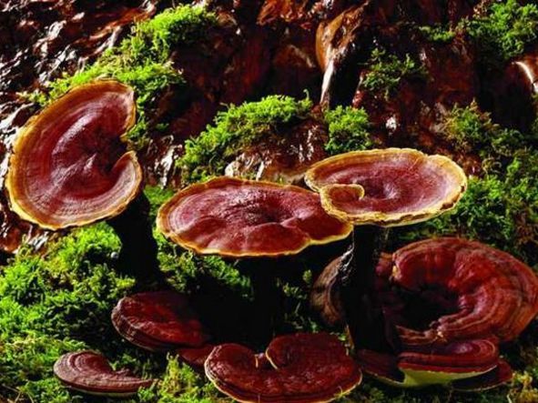 太阳成集团tyc7111cc