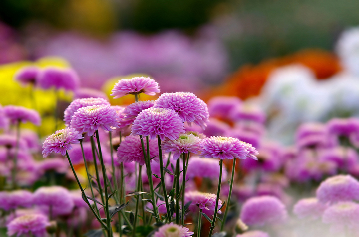 太阳成集团tyc7111cc