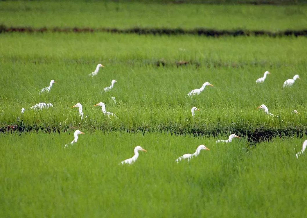 太阳成集团tyc7111cc