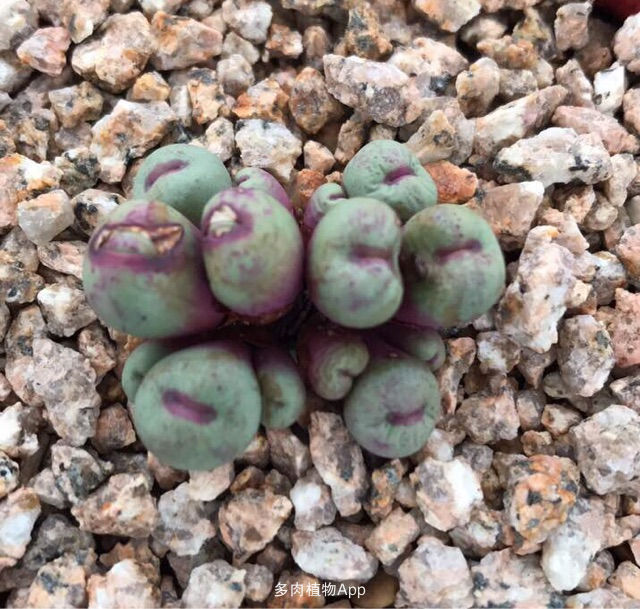 太阳成集团tyc7111cc