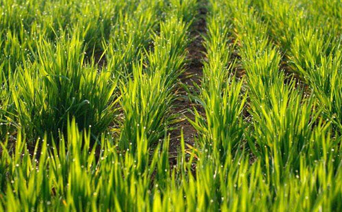 半场-尤文0-0卡利亚里,德米拉尔头球中楣“太阳成集团tyc7111cc”(图2) 太阳成集团tyc7111cc