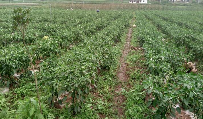 葡萄牙主帅被C罗问题问烦:我不会再谈他了-太阳成集团tyc7111cc(图1) 太阳成集团tyc7111cc