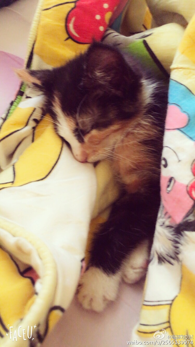 太阳成集团tyc7111cc