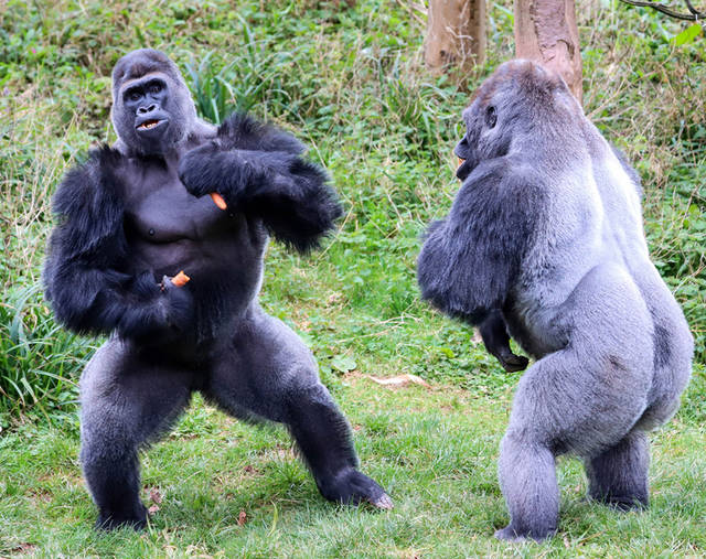 太阳成集团tyc7111cc_曝国米锁定拜仁2200万铁卫 300万签新哈姆西克(图1) 太阳成集团tyc7111cc