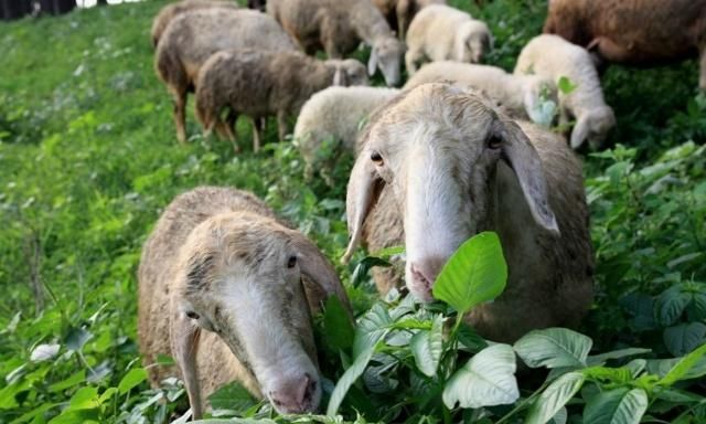 太阳成集团tyc7111cc